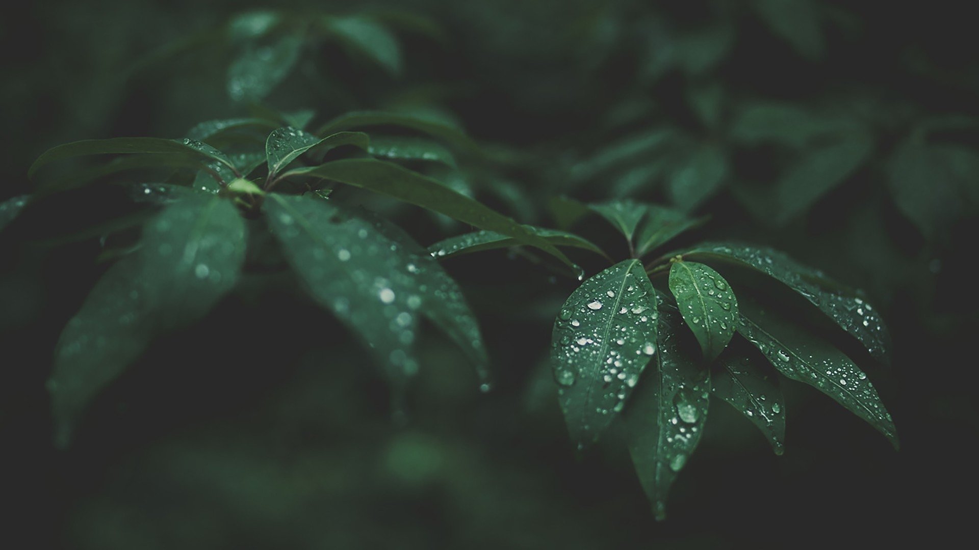 Green leaves with water droplets on them in a dark setting. - Photography