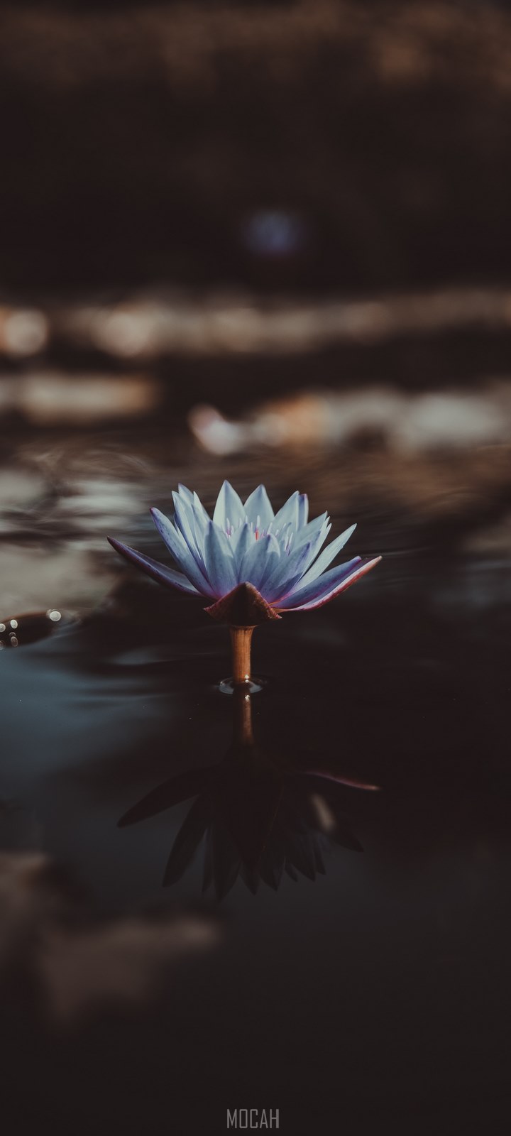 a light violet water lily jutting out from the surface of water, scared to be lonely, Realme Narzo 10A wallpaper download, 720x1600 Gallery HD Wallpaper