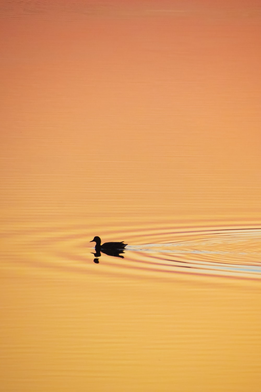 silhouette of duck on water during sunset photo