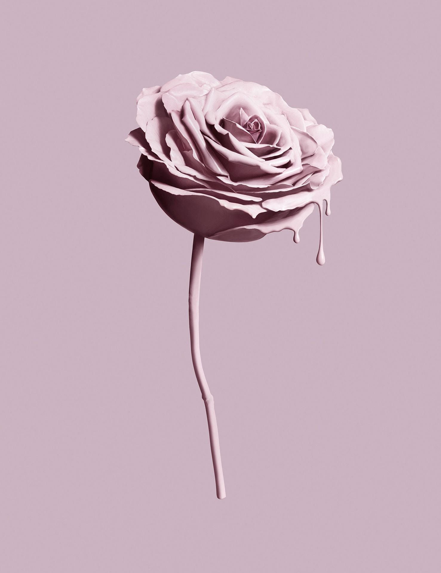 A single pink rose with a purple background - Blush