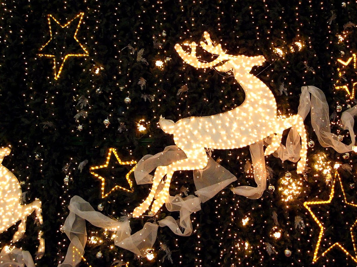 A lit up reindeer and stars on a dark background. - Christmas lights