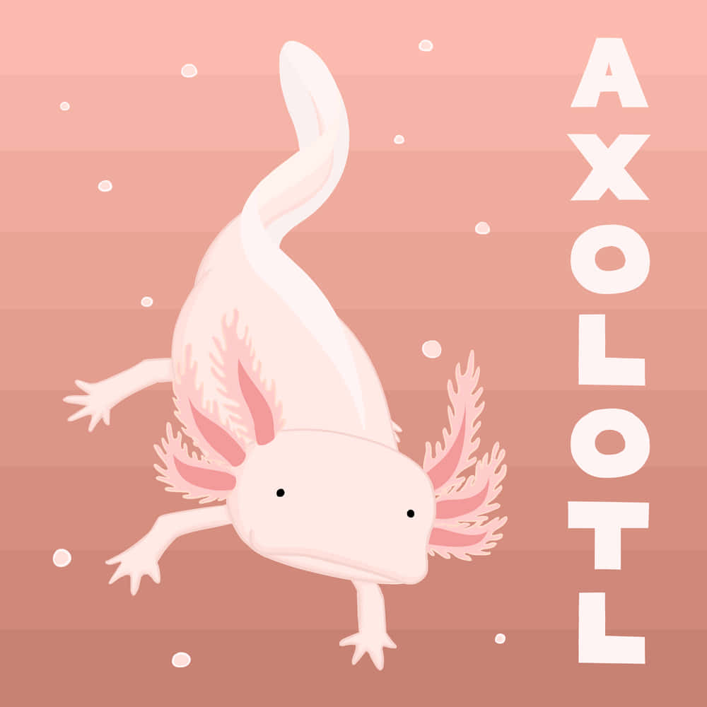 A pink and white lizard with the word axolotl - Axolotl