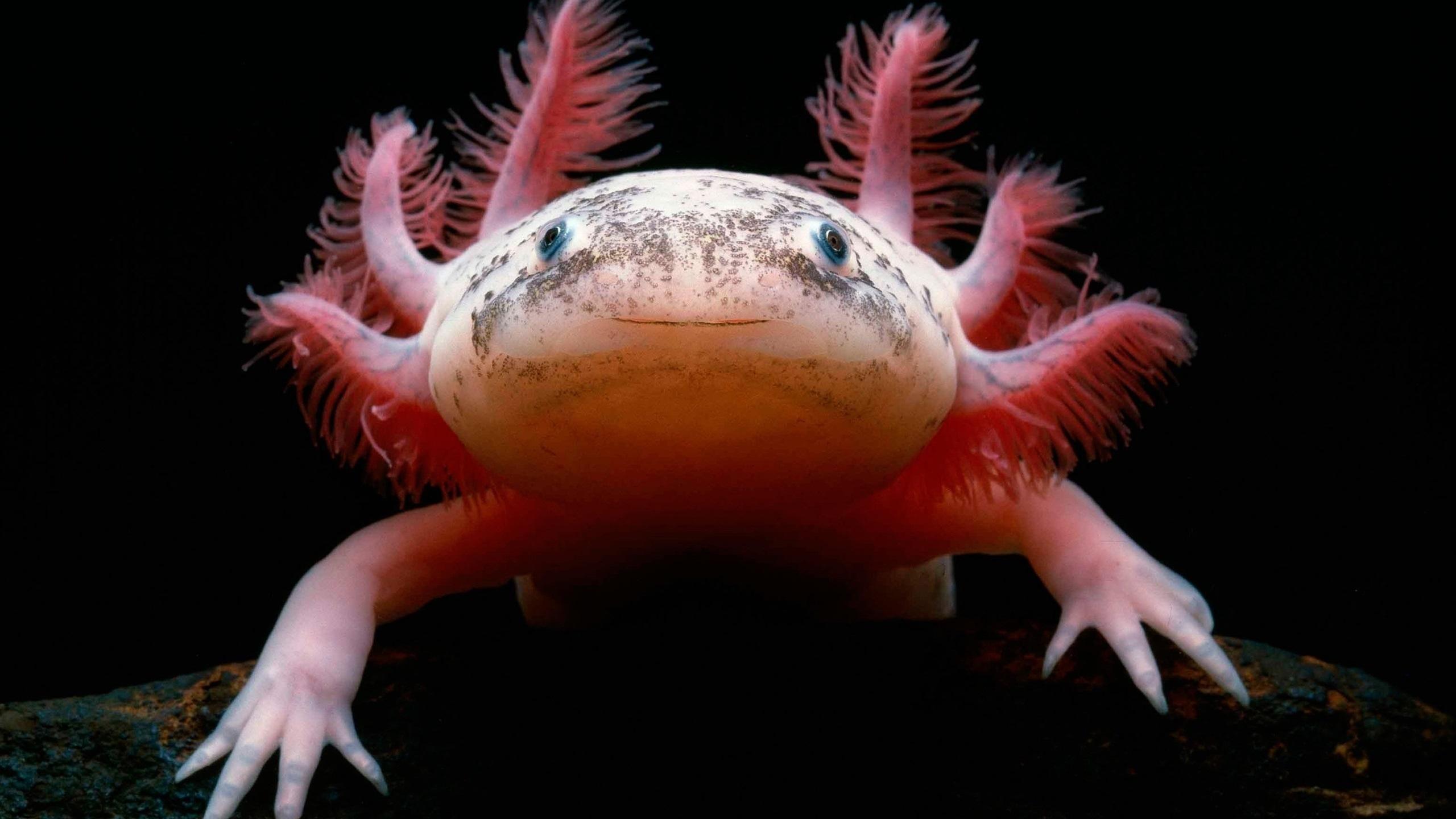 A close up of an amphibian with red hair - Axolotl