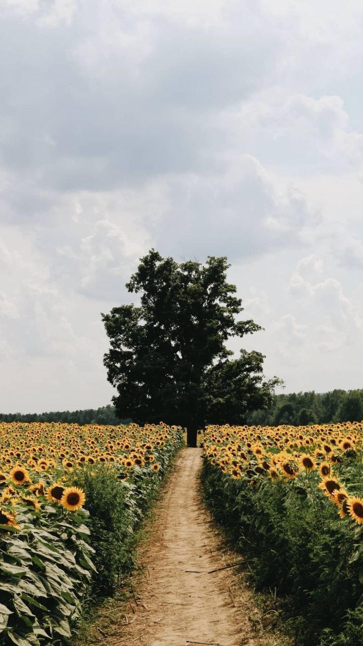 A dirt path leads through a field of sunflowers with a tree in the middle. - Farm, nature
