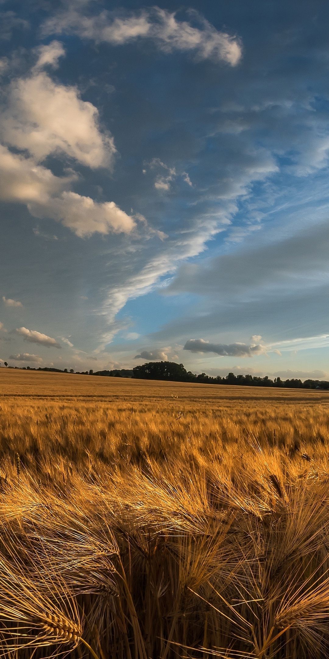 A field of wheat with clouds in the background - Farm
