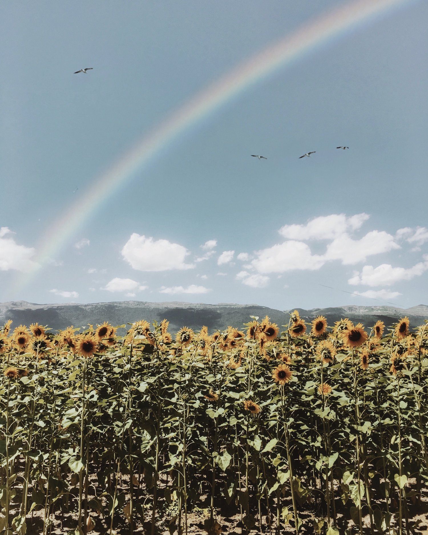 A rainbow arches over a field of sunflowers - Farm