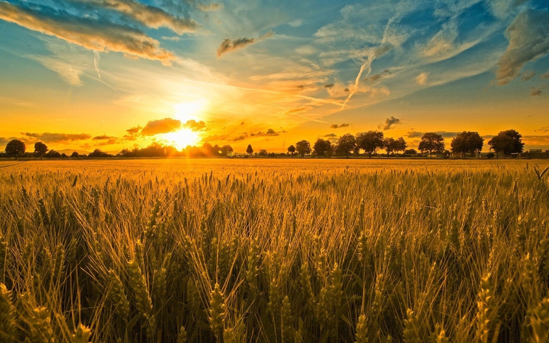 The sun rising over a field of wheat - Farm