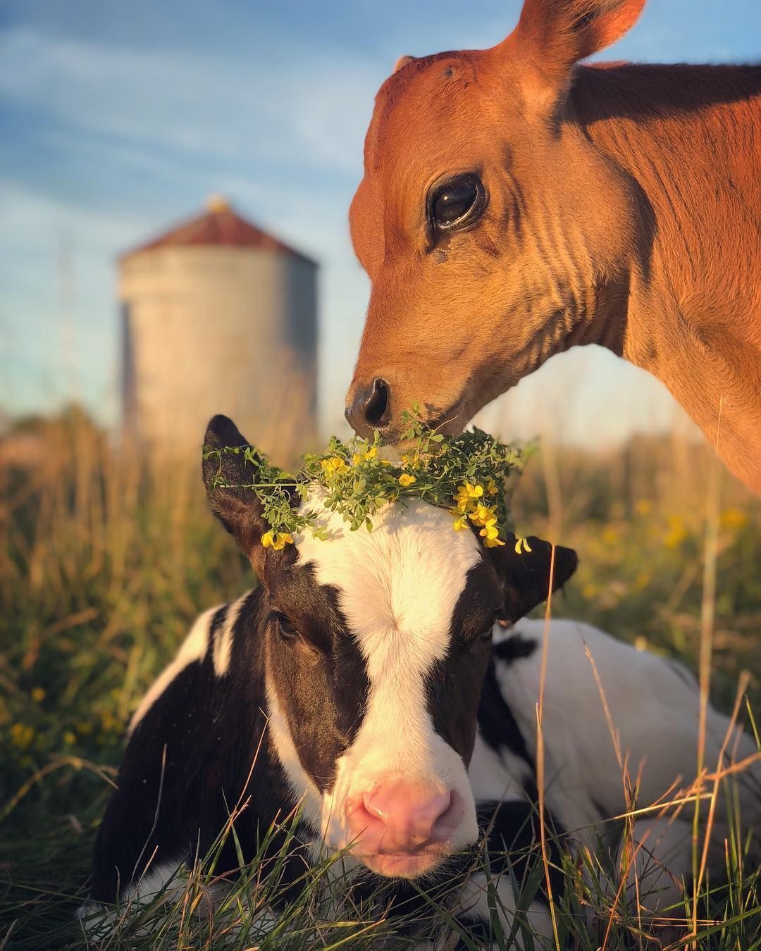A baby cow wearing a flower crown is nuzzled by an adult cow. - Farm