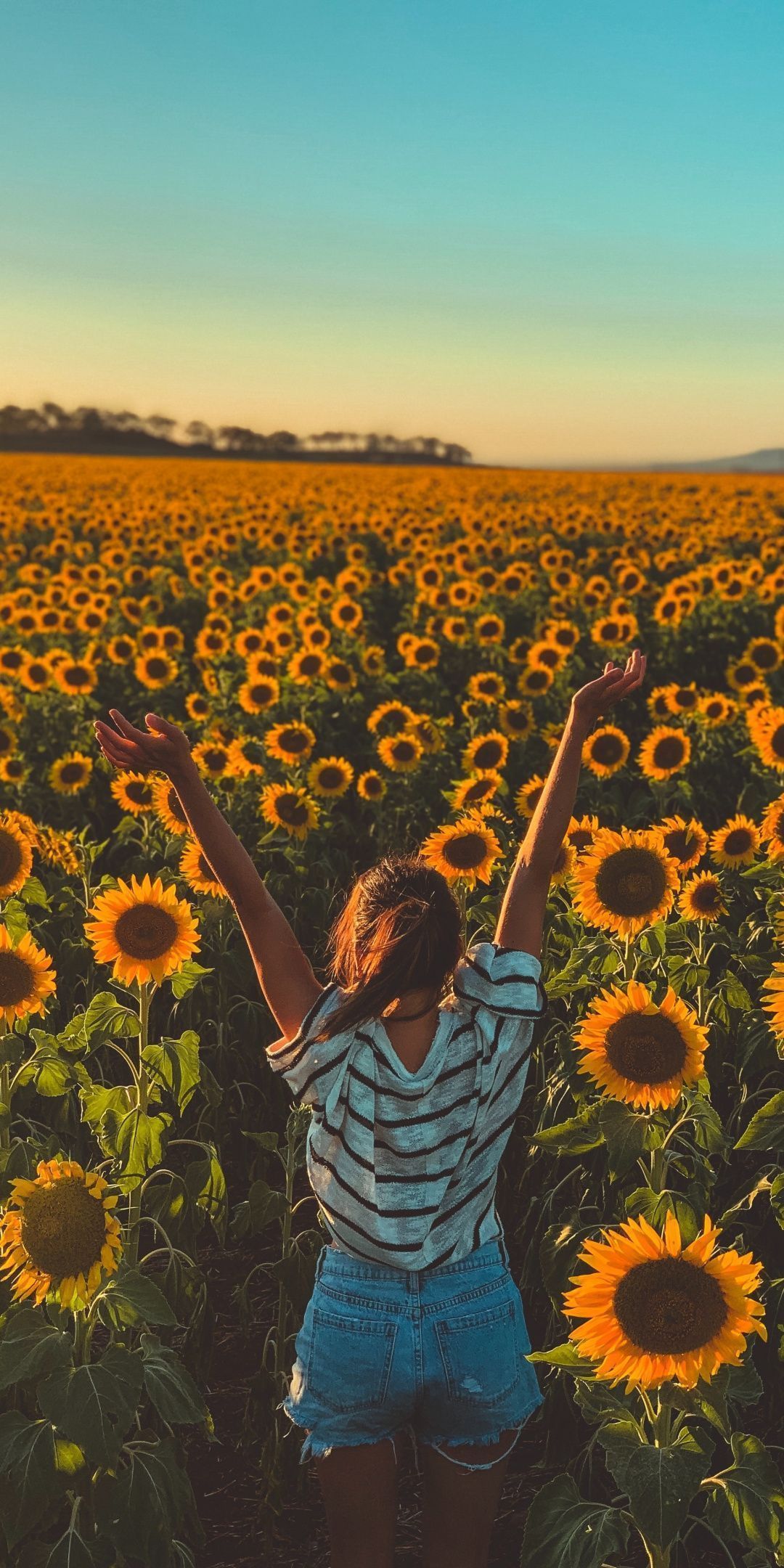 A woman in a field of sunflowers - Farm