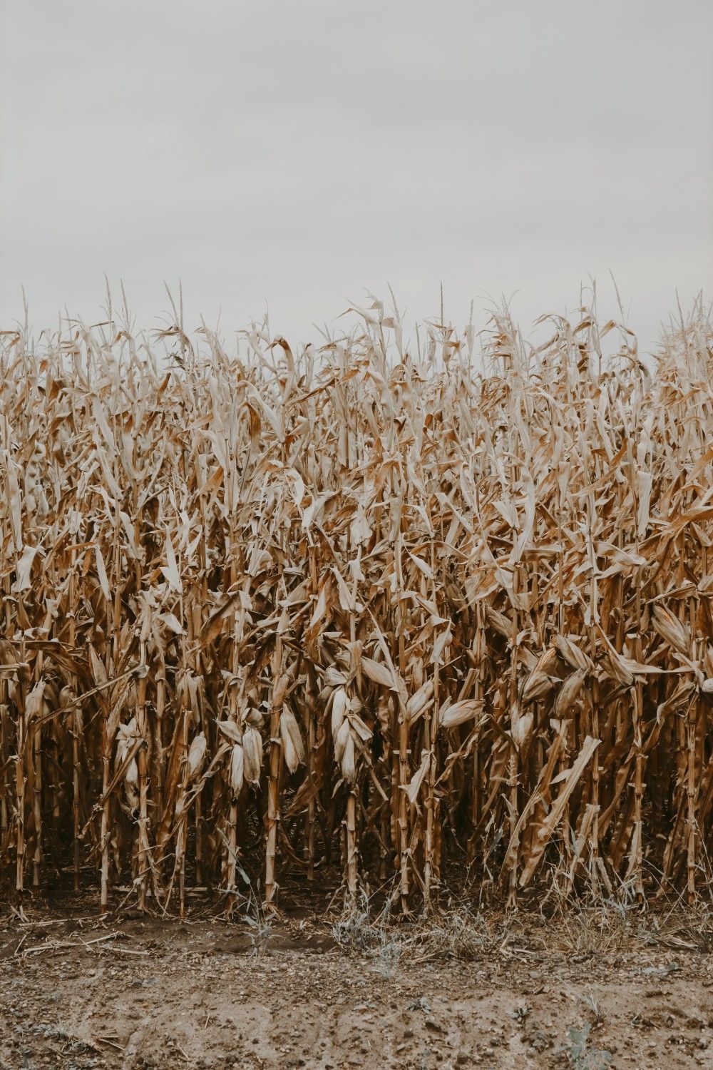 fall harvest cornfield. Country background, Western photography, Fall wallpaper