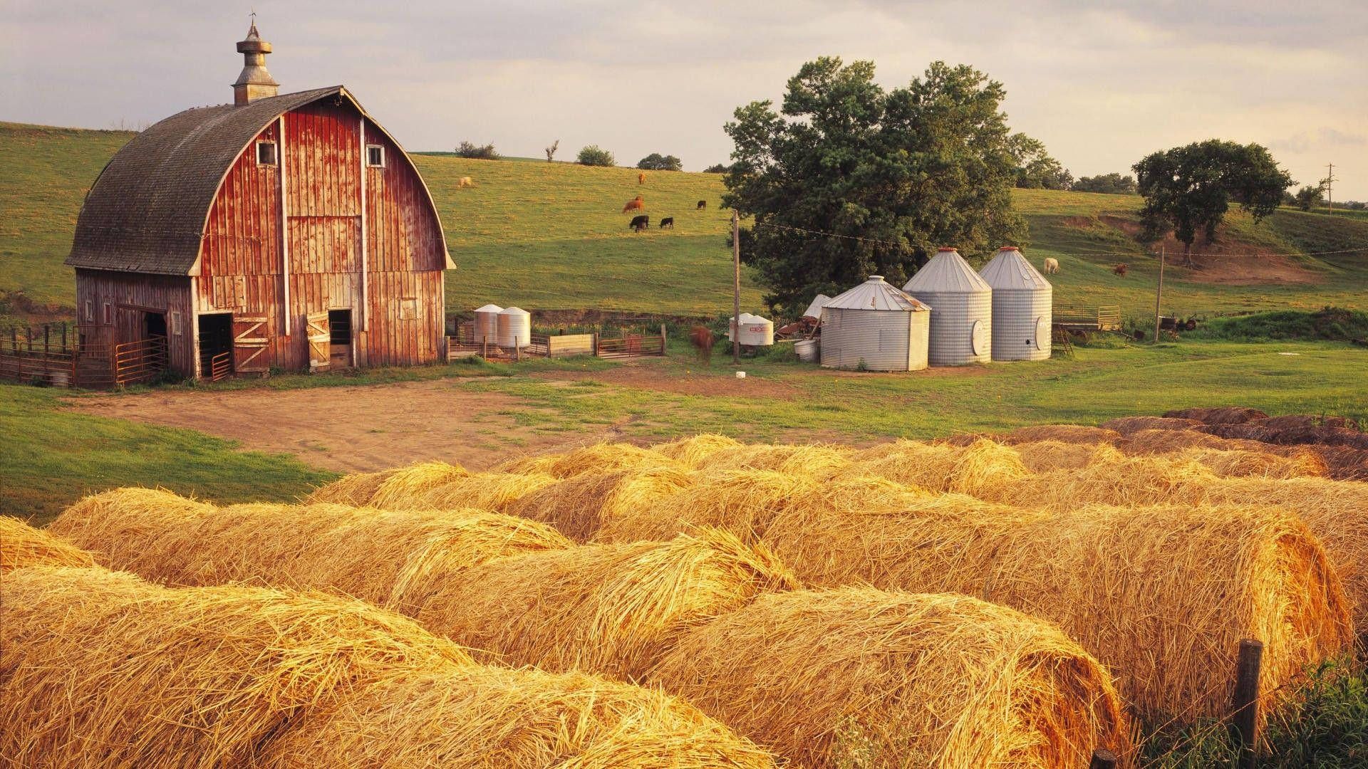 Hay bales in front of a barn - Farm