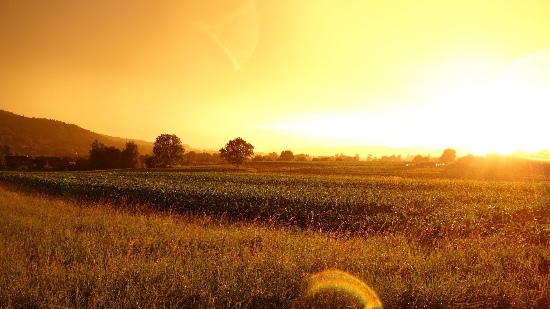 A field with a sunset in the background - Farm