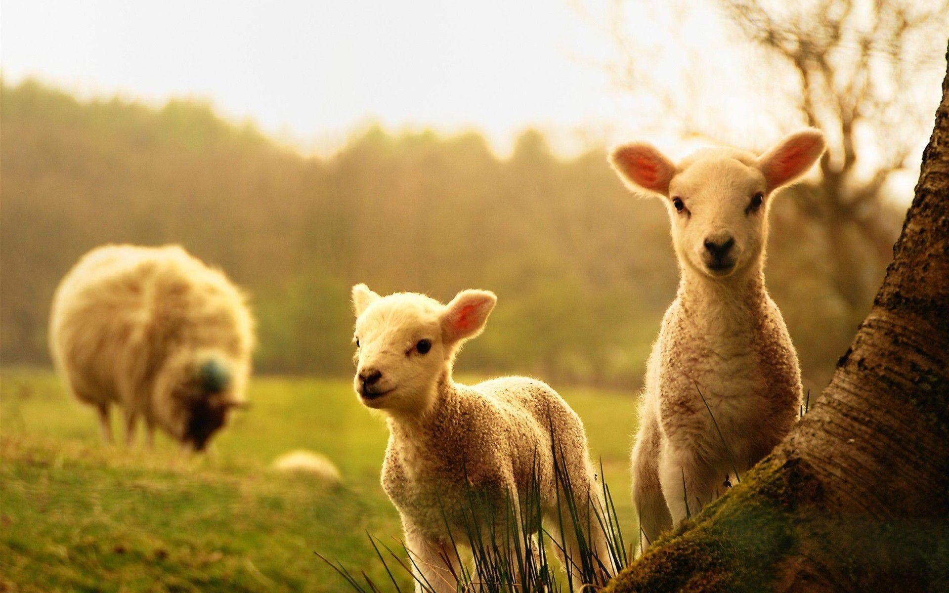 Two lambs in a field - Farm