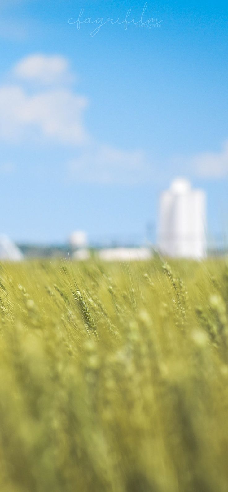 A blurry photo of a field of wheat with a silo in the background. - Farm