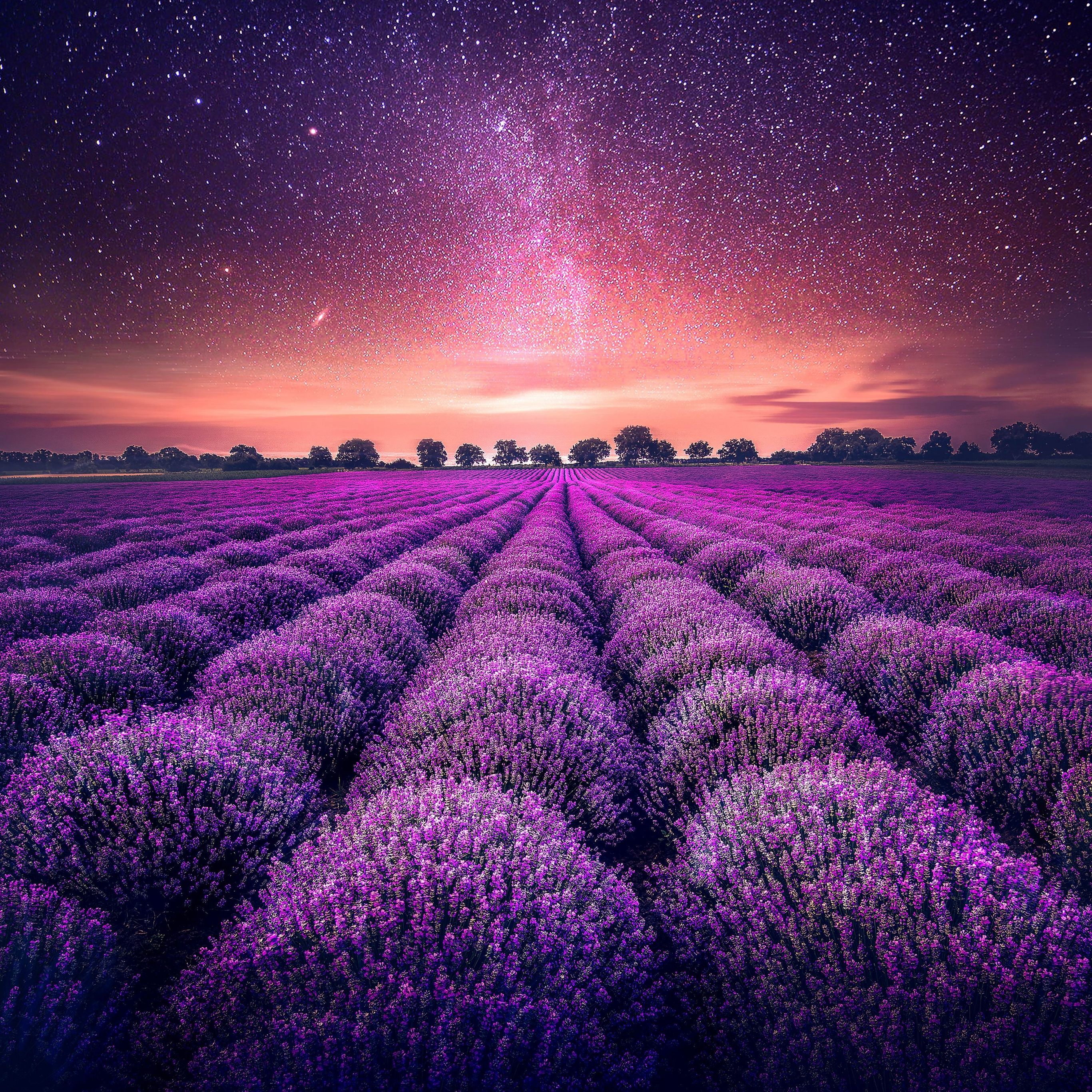 Lavender farm Wallpaper 4K, Lavender fields, Sunset, Nature