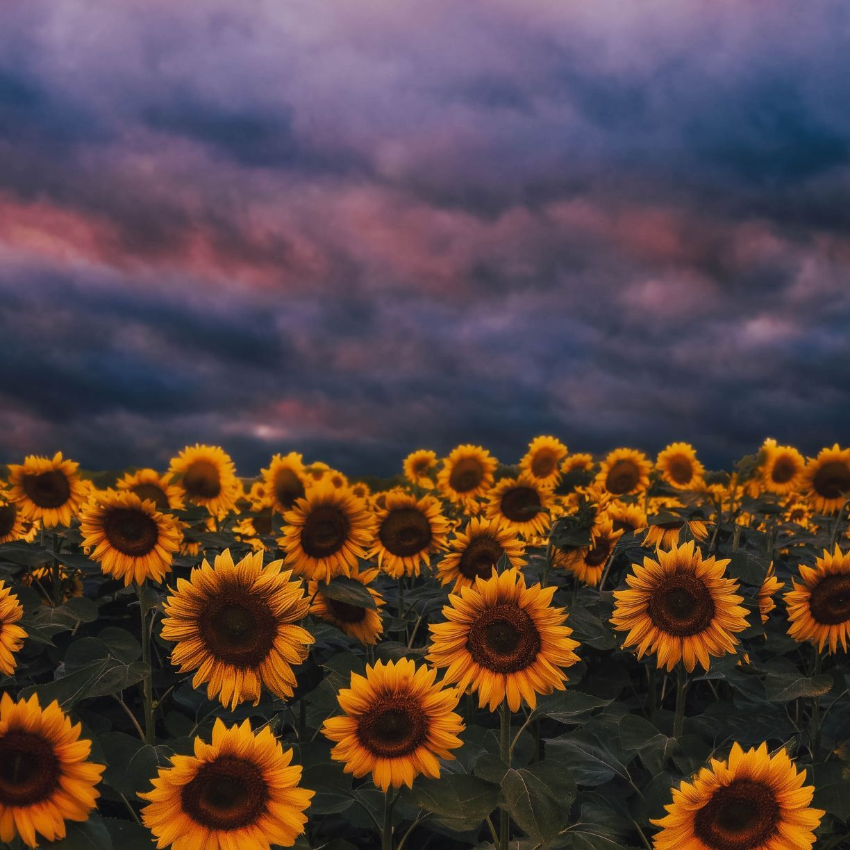 Wallpaper sunflower farm, sunset, cloudy day desktop wallpaper, HD image, picture, background, 18096e