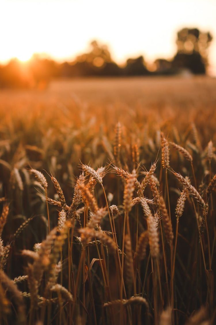 A field of wheat at sunset - Farm