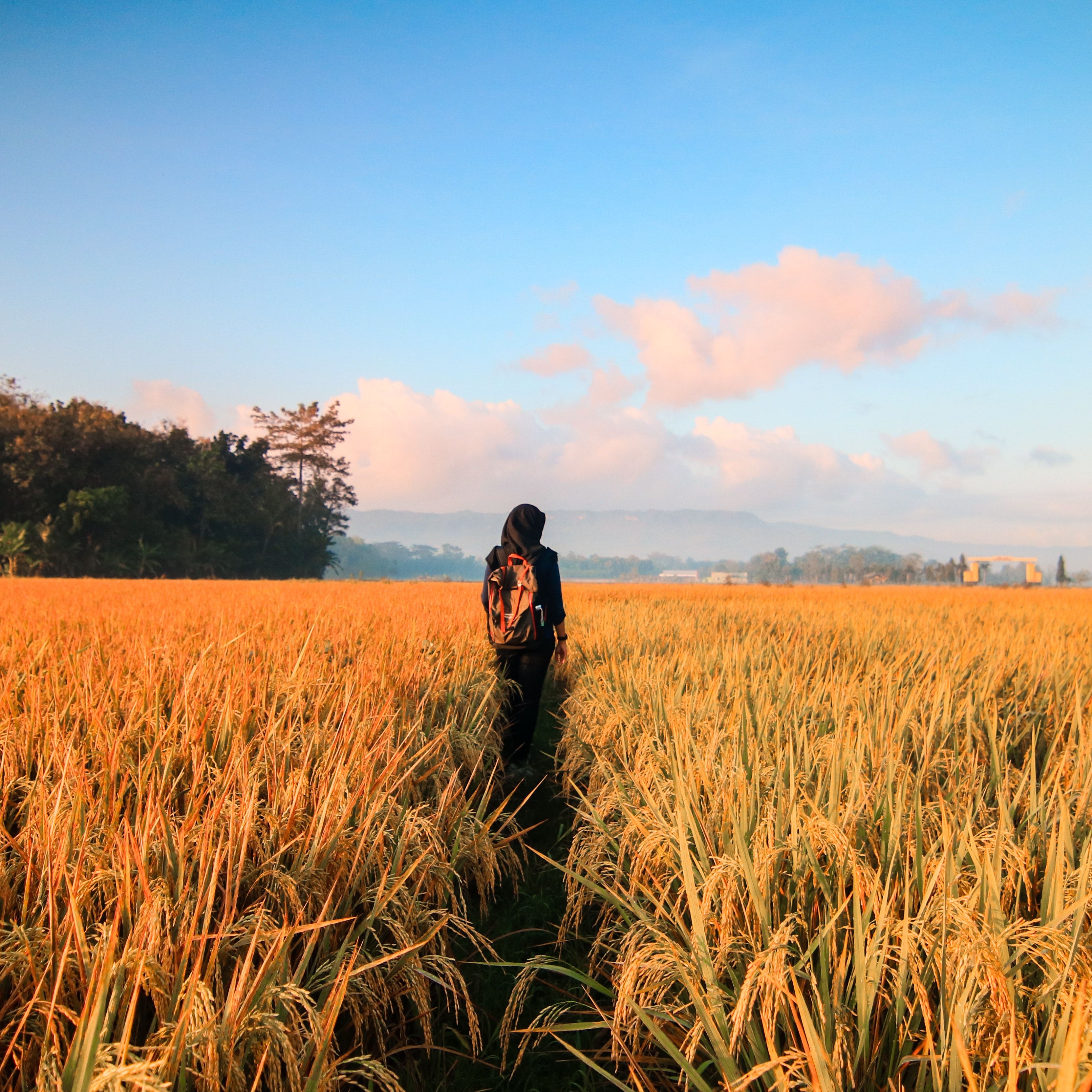 A person walking through the middle of some tall grass - Farm