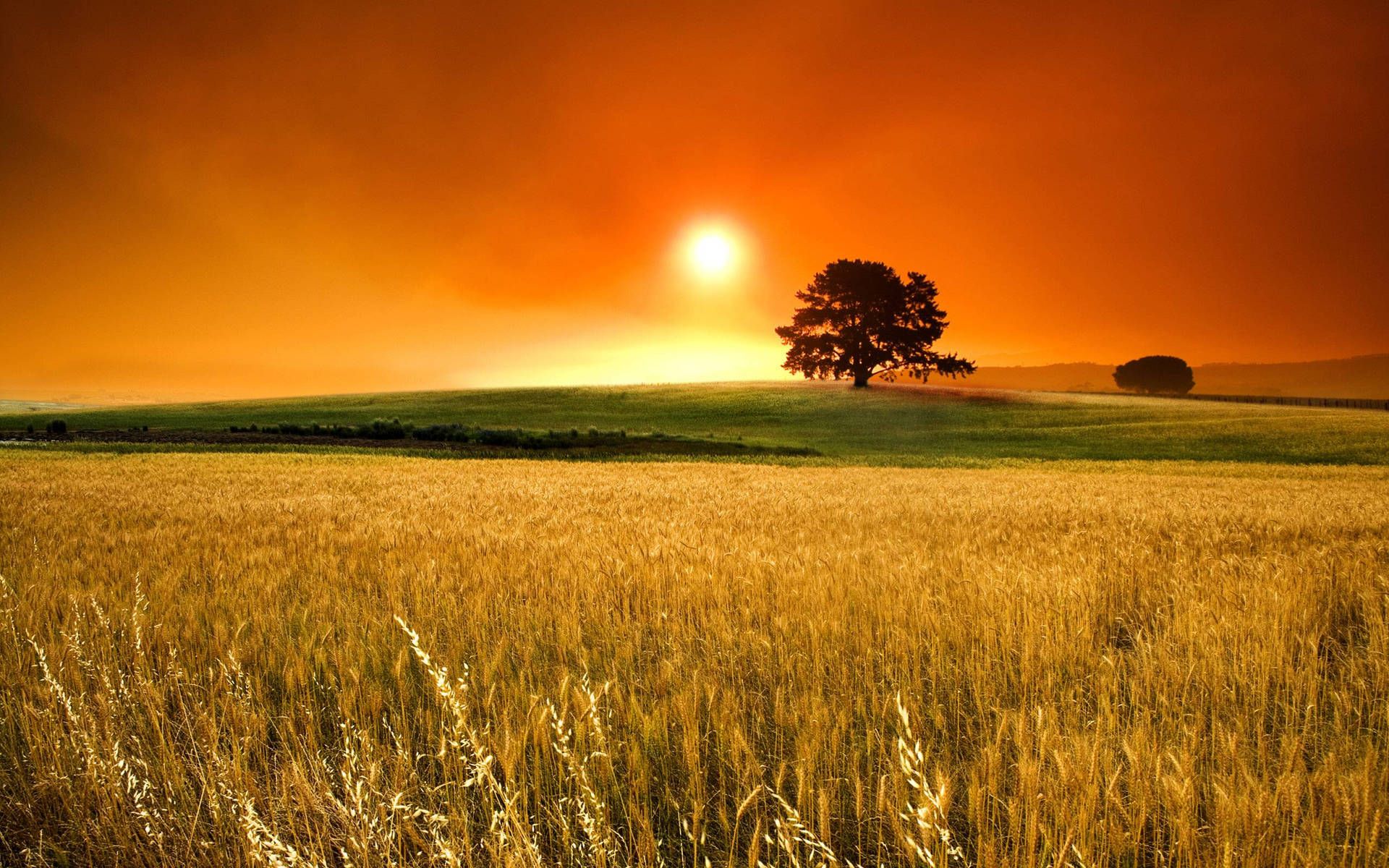 Golden wheat field with a tree in the distance - Farm