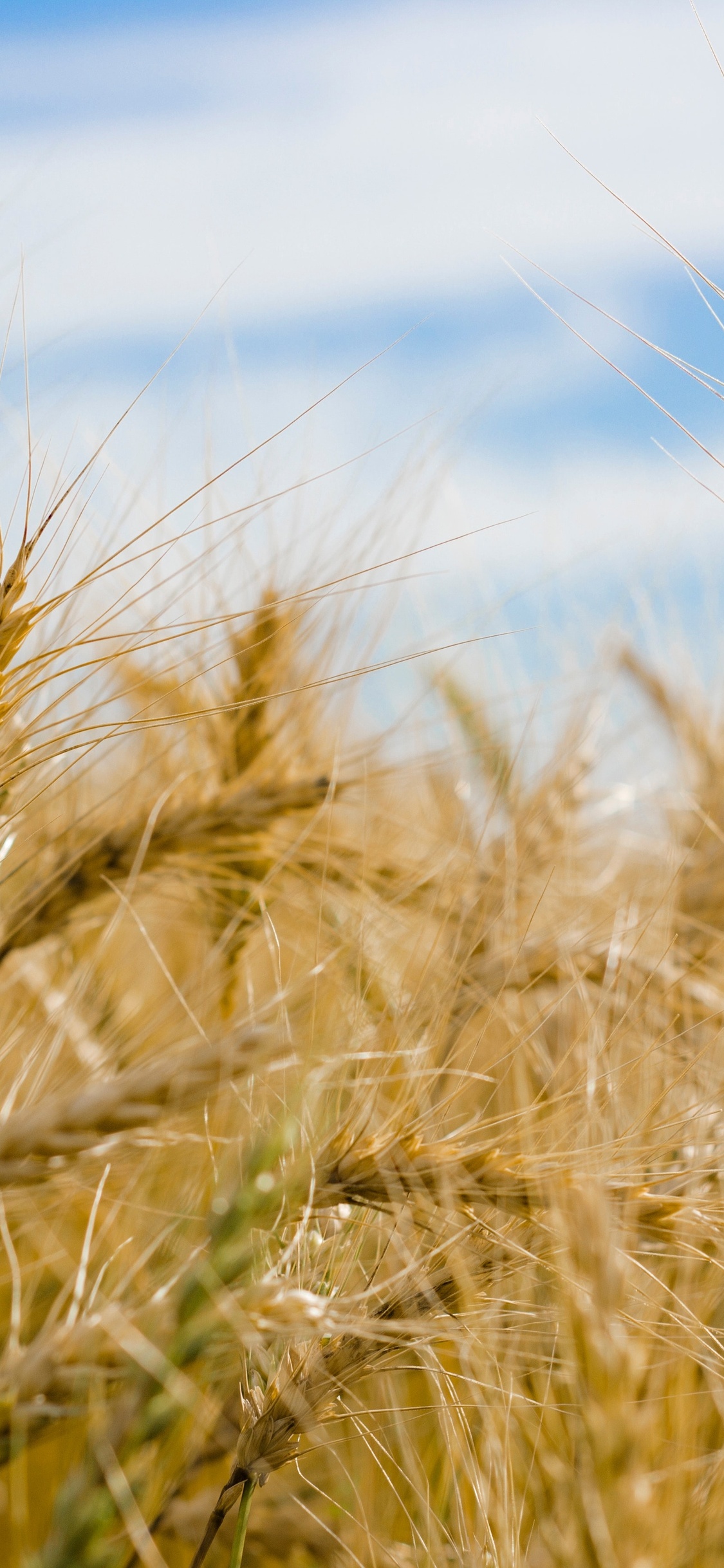 A close up of some wheat in the field - Farm