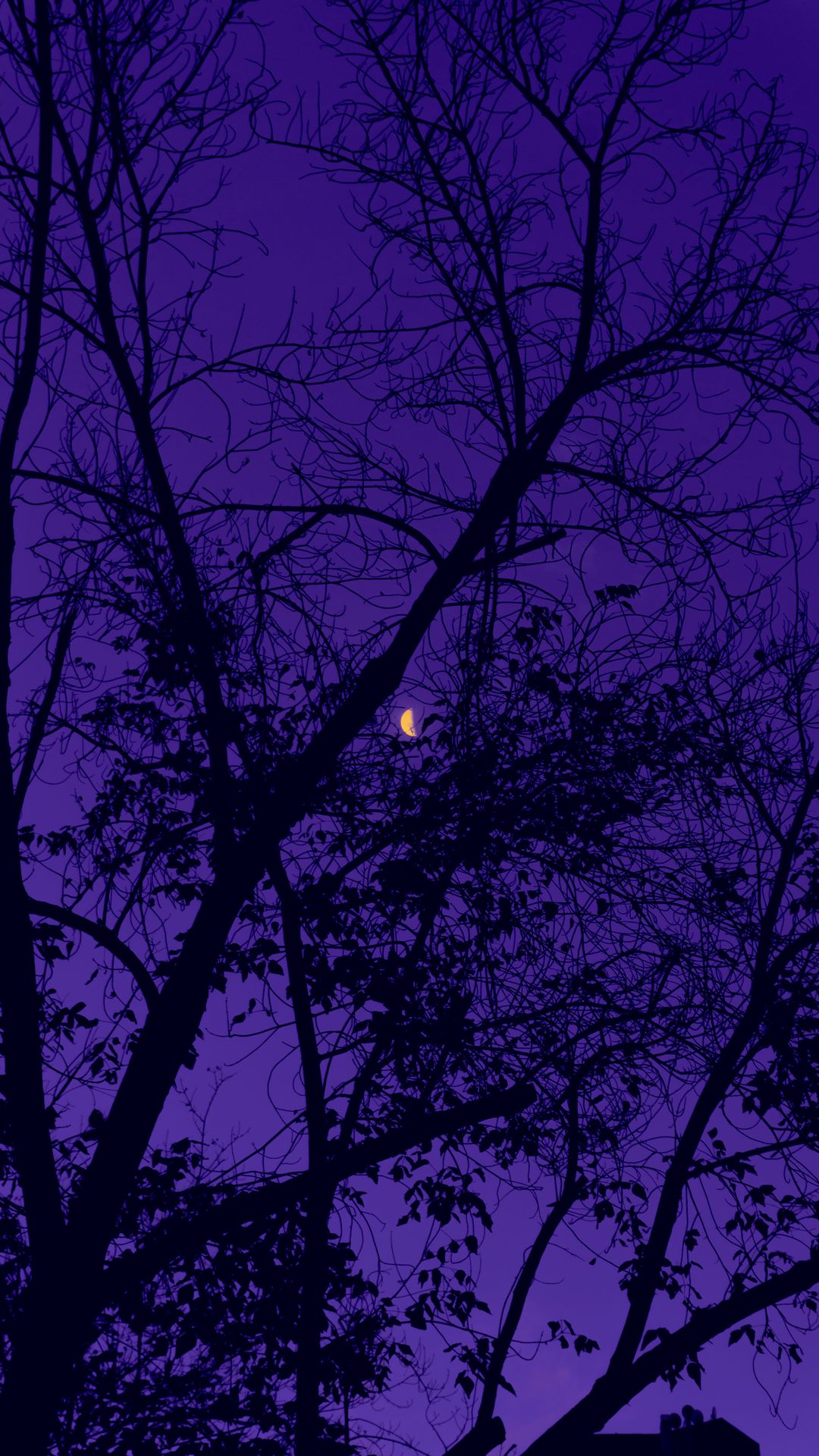 A purple sky with a half moon and tree branches - Dark purple