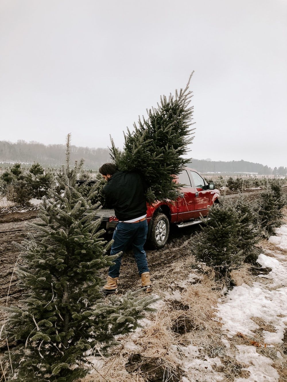 A man carries a Christmas tree to a red truck. - Farm