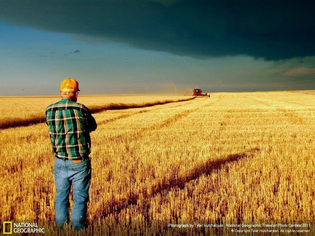 A farmer watches as his wheat is harvested in a field in North Dakota, USA. - Farm
