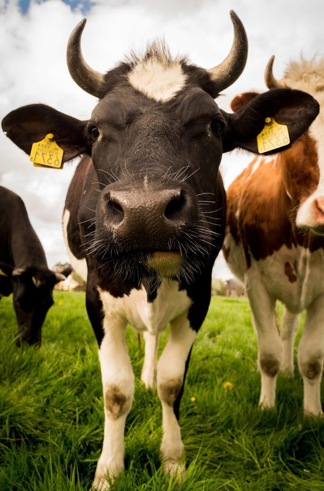A cow with yellow tags on its ears - Farm