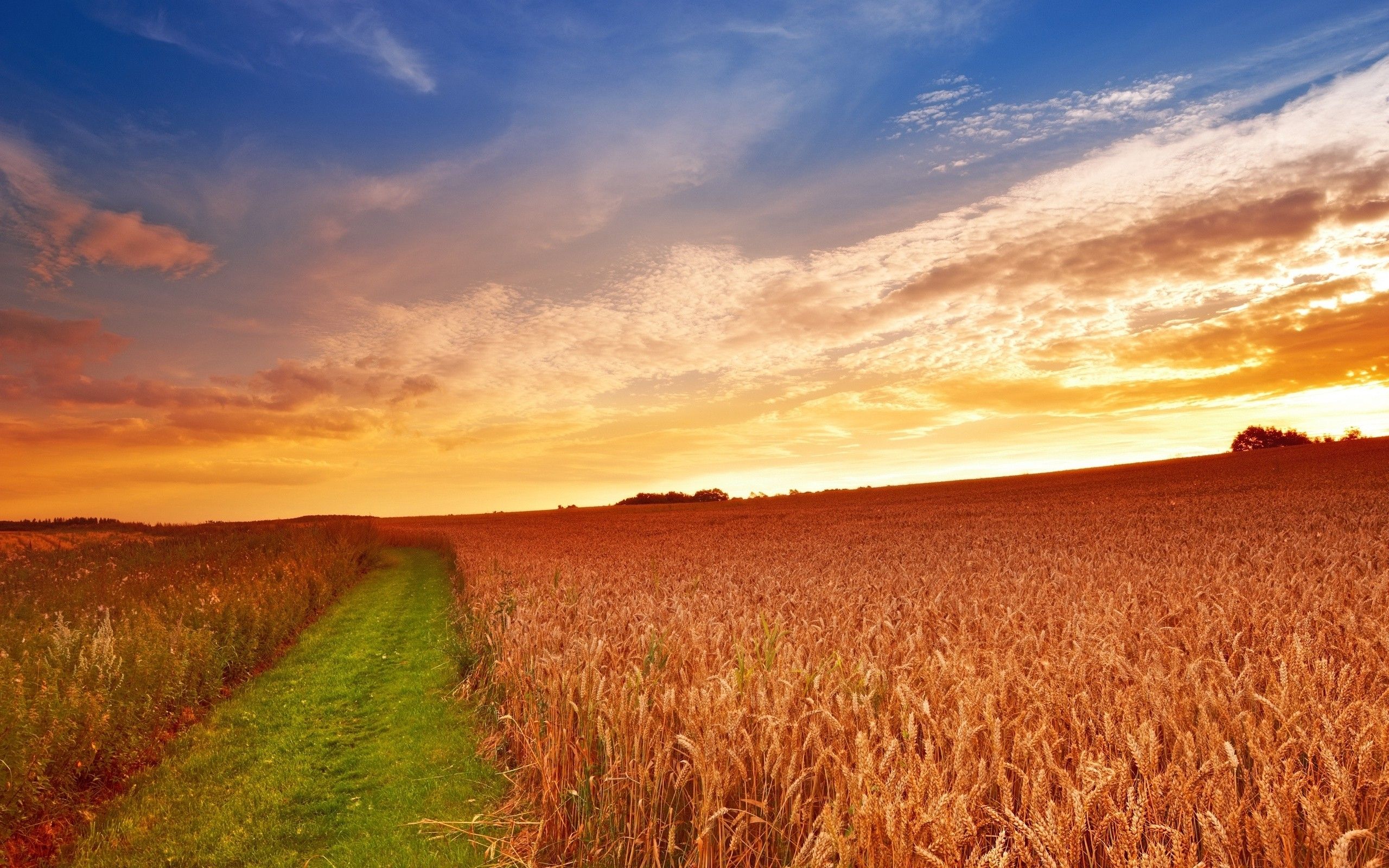 A field of wheat with the sun setting - Farm