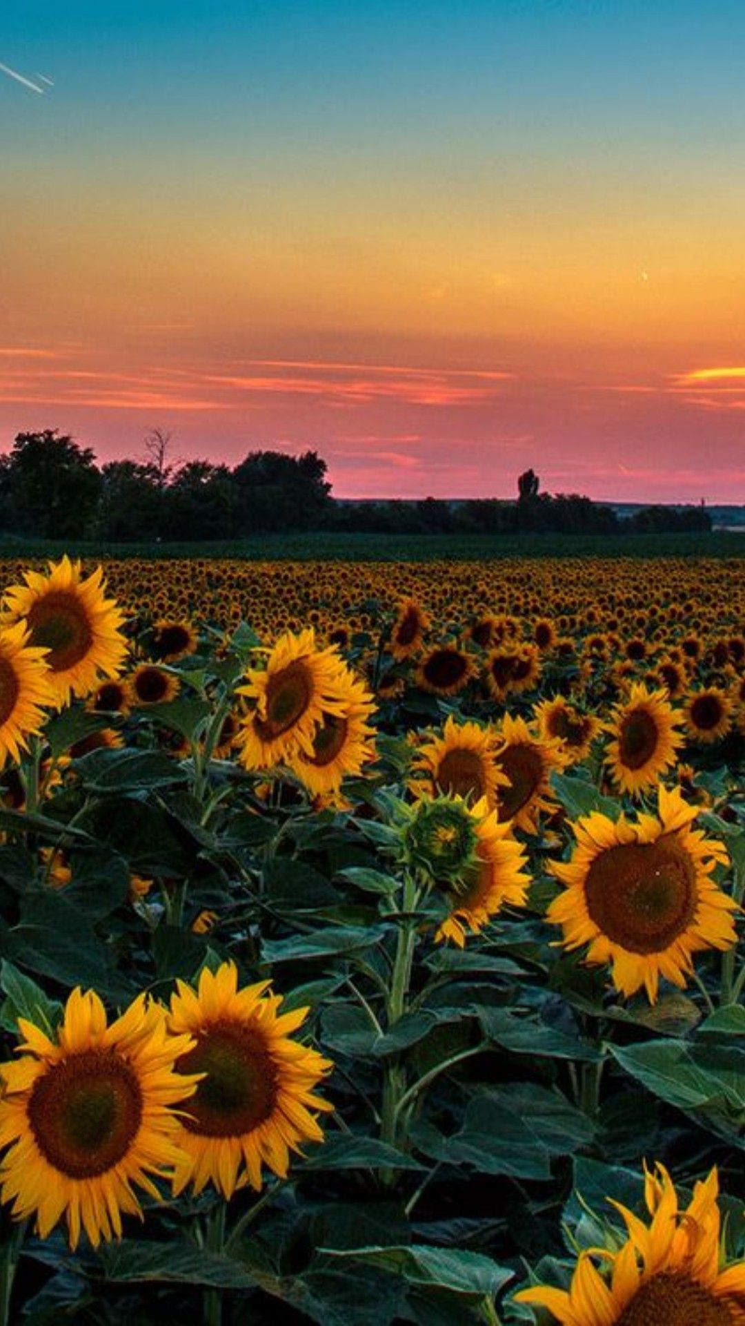 A field of sunflowers with a sunset in the background - Farm