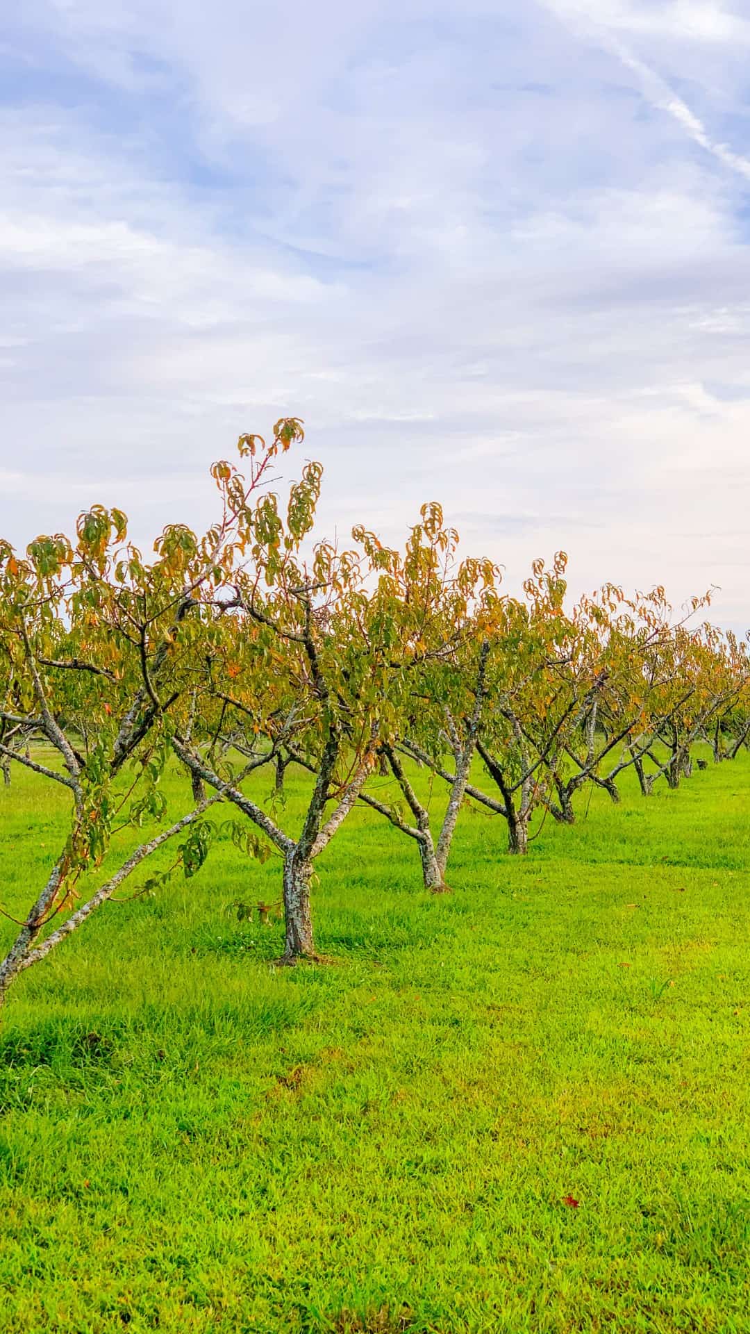 A row of fruit trees in a green field - Farm