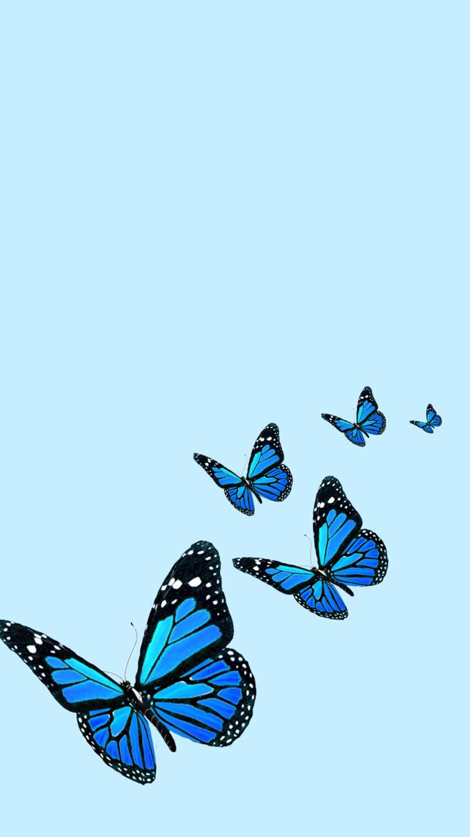 Blue butterfly wallpaper (original). Blue butterfly wallpaper, Butterfly wallpaper iphone, Butterfly wallpaper