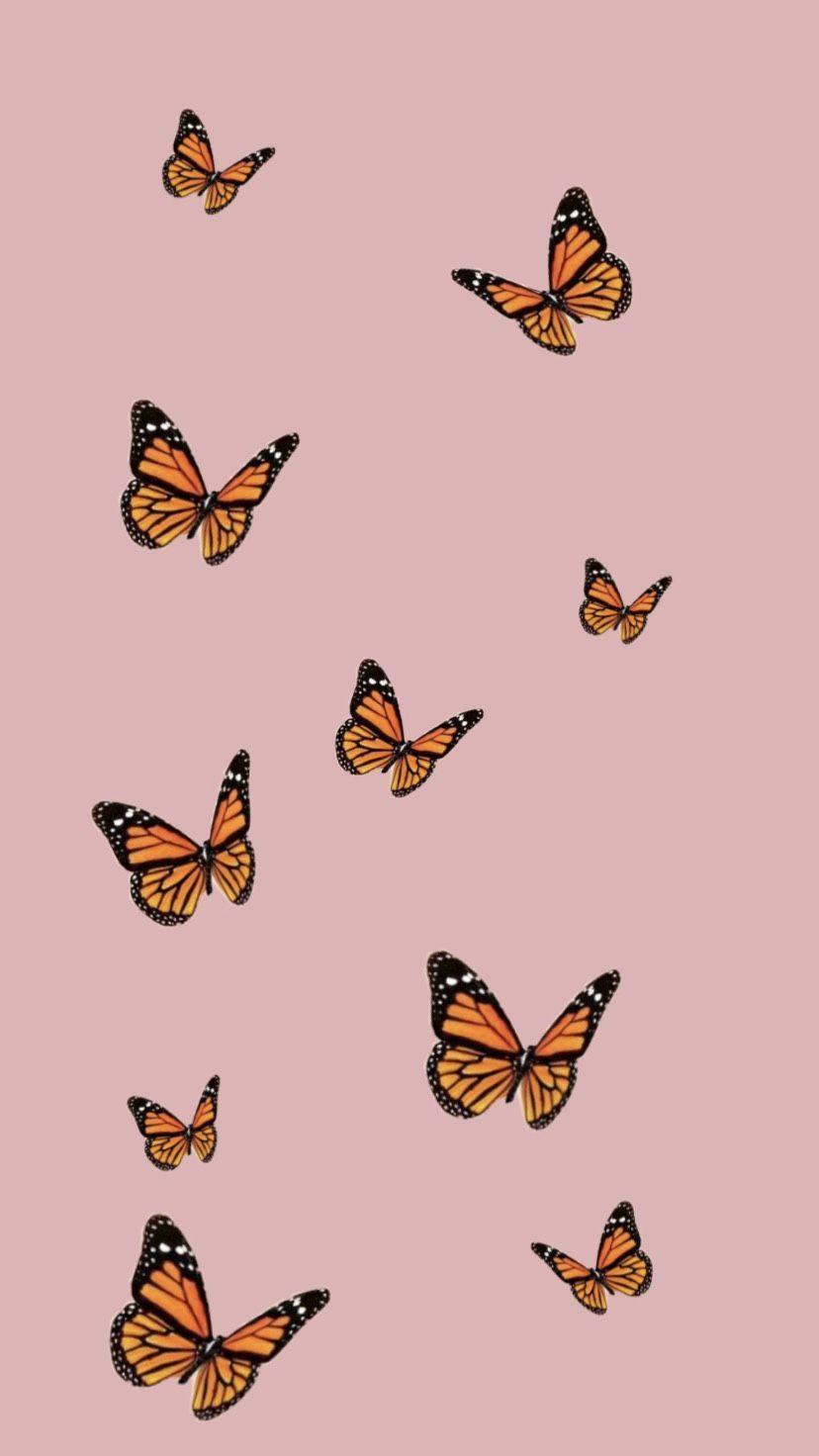 A group of orange butterflies flying in the air - Butterfly