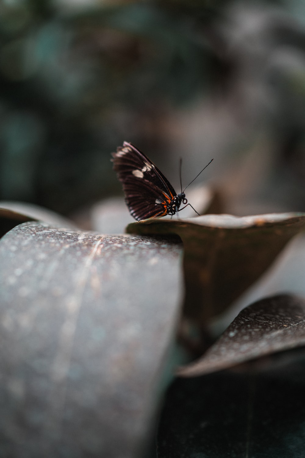 A butterfly on a leaf in the forest. - Butterfly