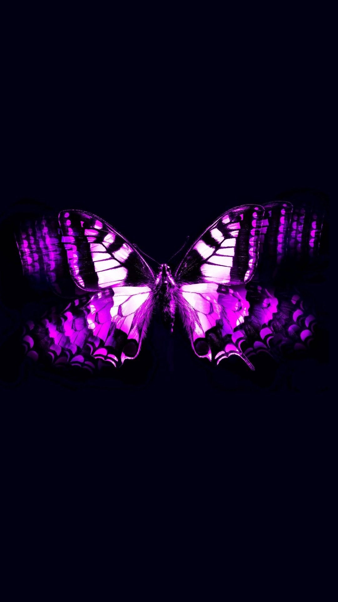 A purple butterfly on a black background - Butterfly