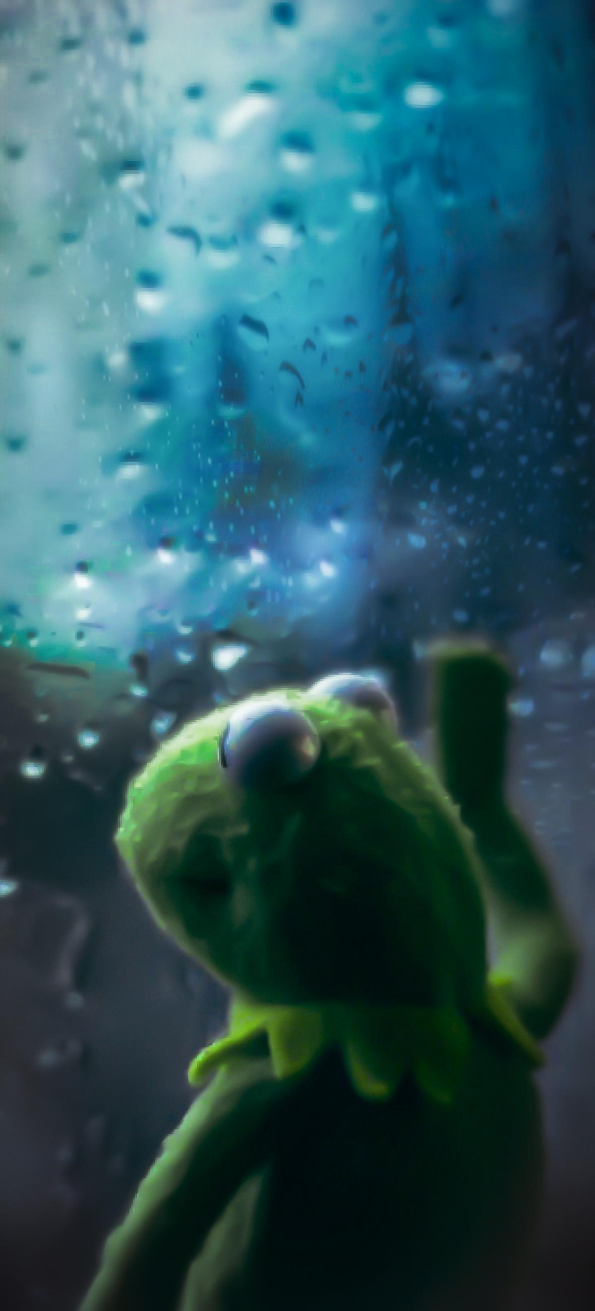 A close up of a green teddy bear looking at a fish tank - Kermit the Frog