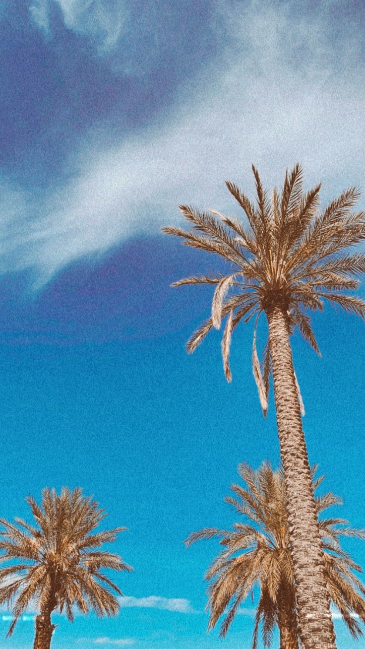 A blue sky with palm trees in the foreground - Las Vegas