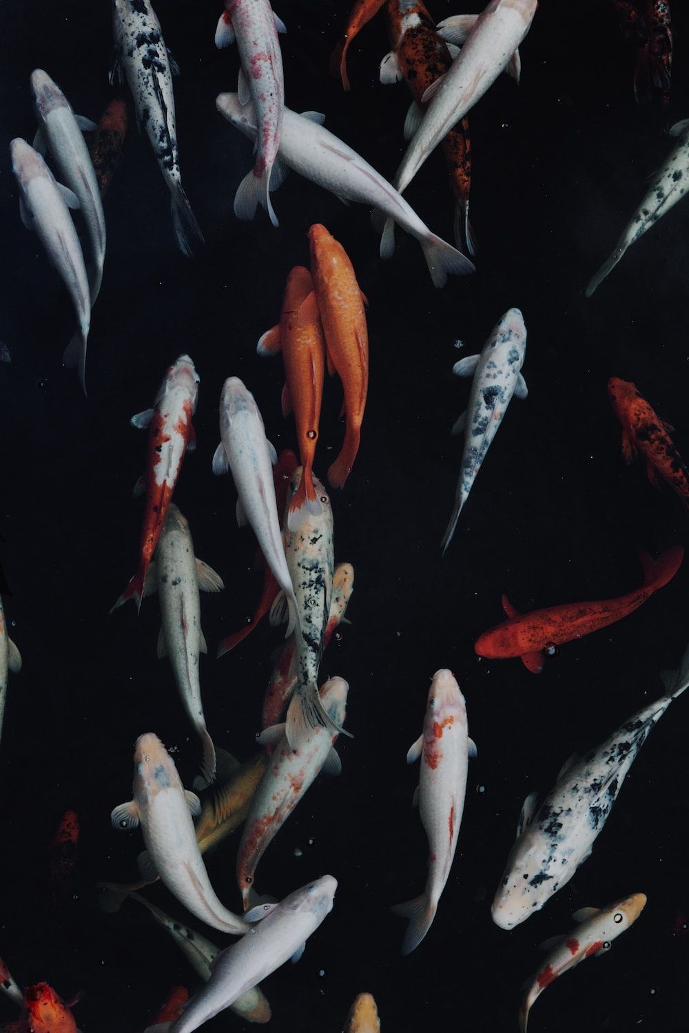 white and orange koi fish photo