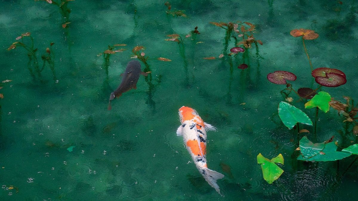 Koi fish swimming in a pond with lily pads - Koi fish, fish