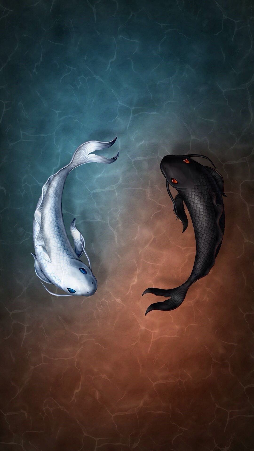 Two fish swimming in the water with different colors - Koi fish, fish