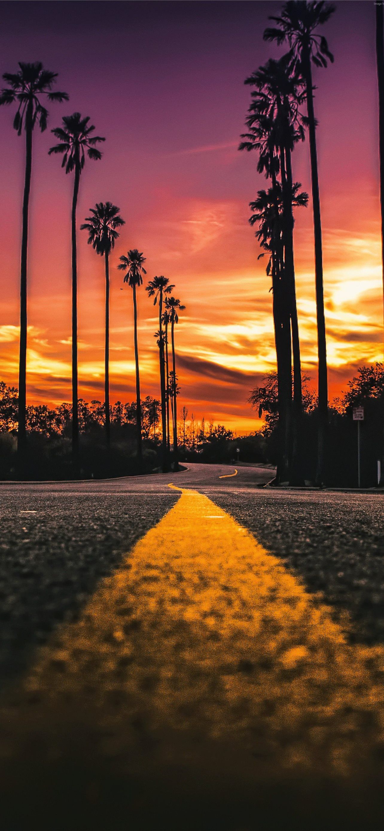 A yellow road marking in the foreground with palm trees in the background during a sunset. - Los Angeles