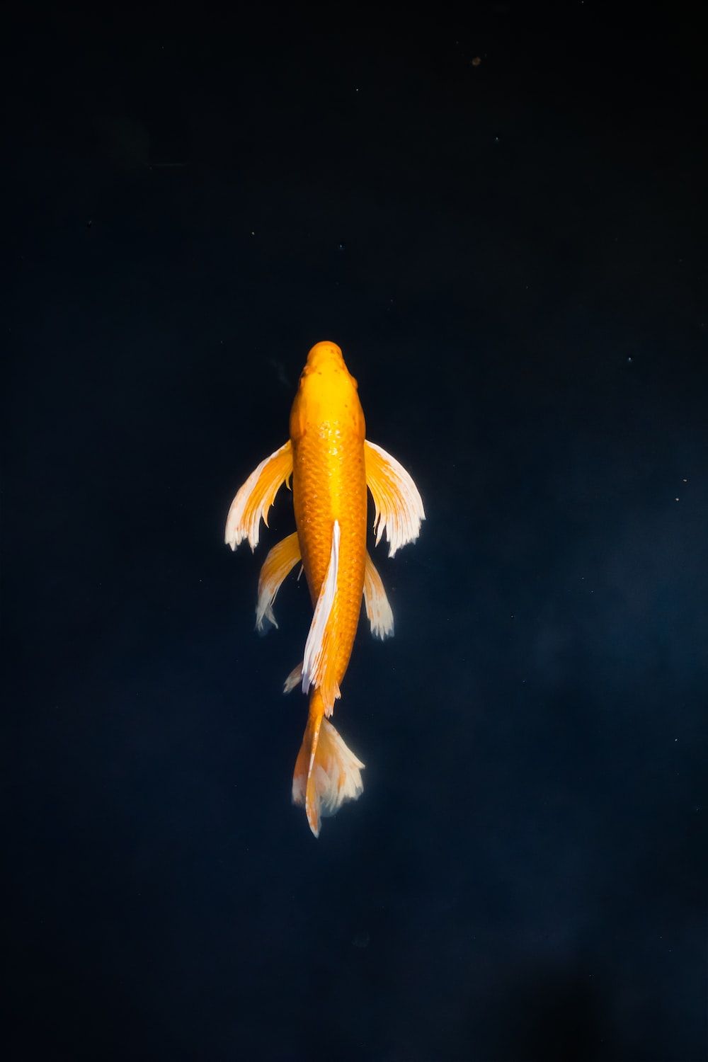A goldfish swims in the dark water - Koi fish, fish