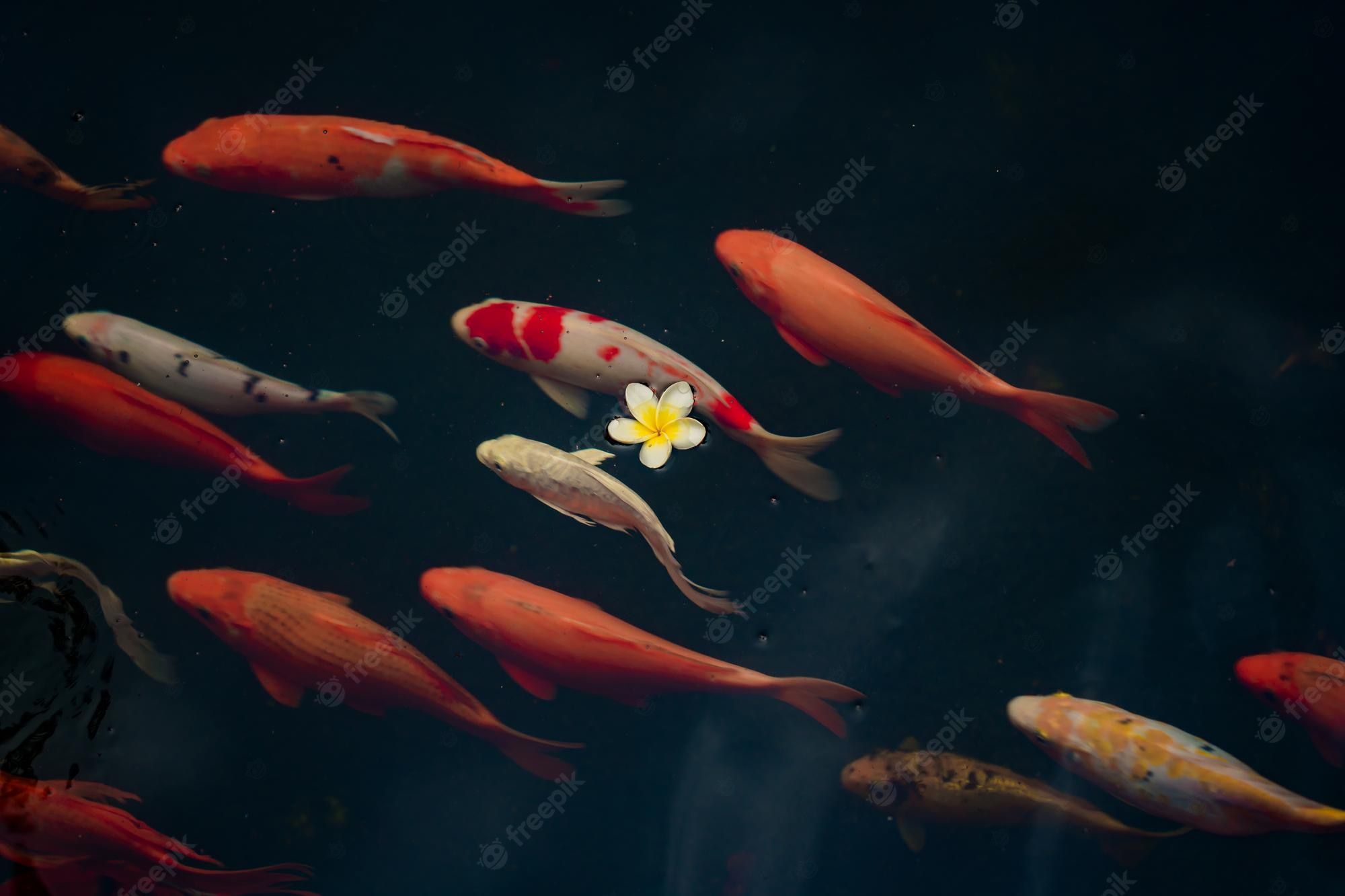 A school of colorful koi fish swimming in a pond - Koi fish