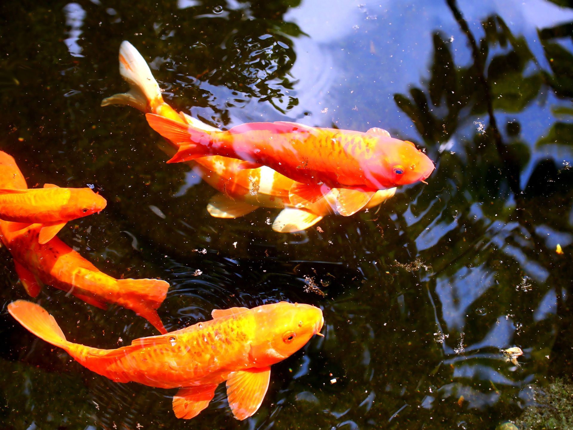 A group of orange and pink koi fish swimming in a pond - Koi fish, fish