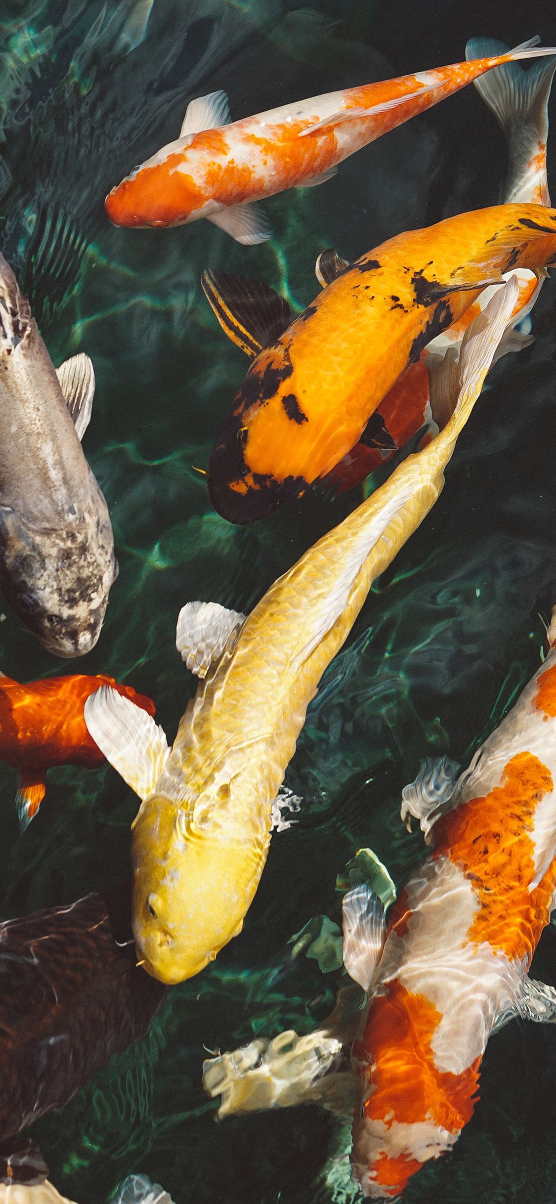 iPhone X wallpaper. fish water animal swim