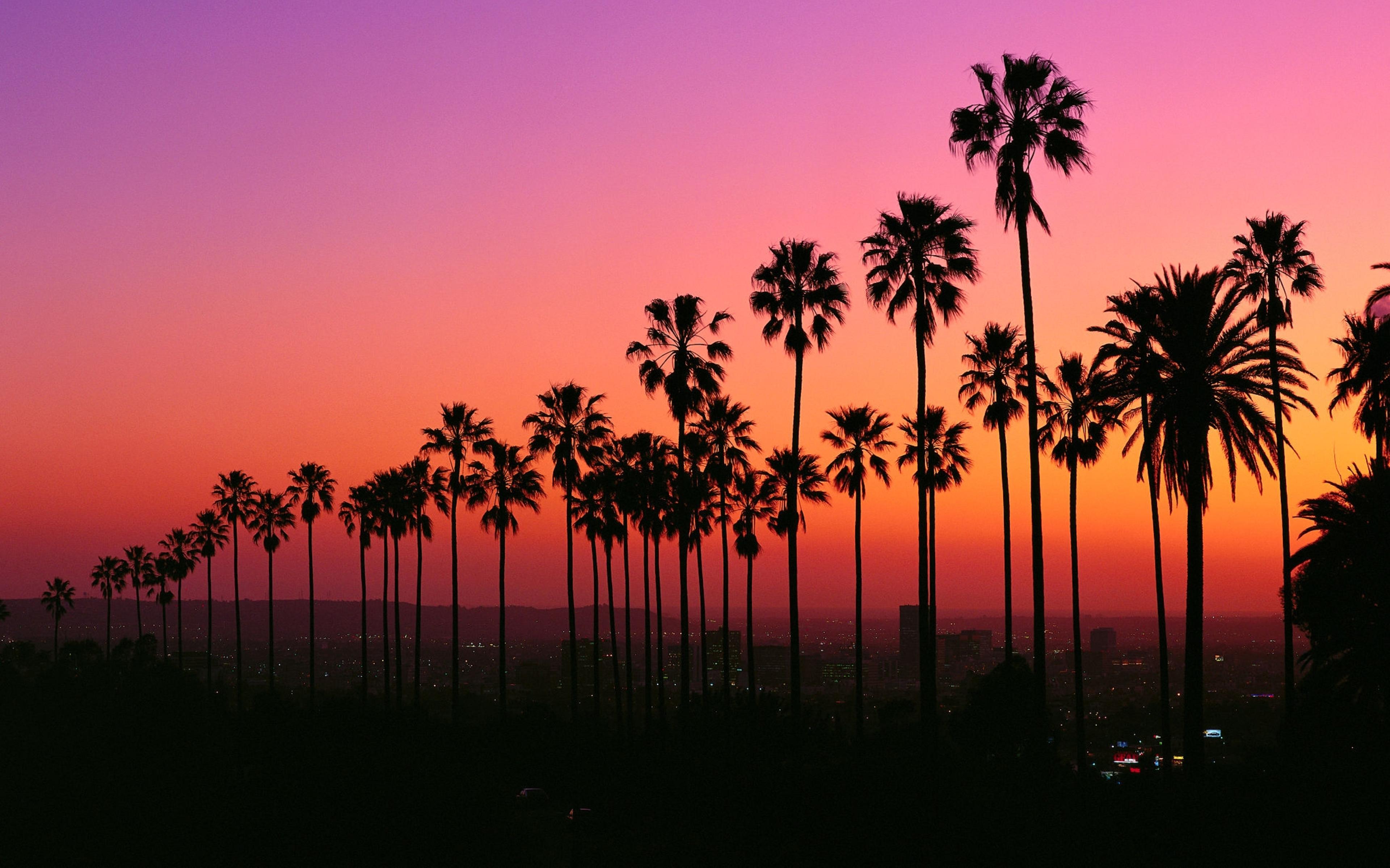 A sunset with palm trees and buildings in the background - Los Angeles