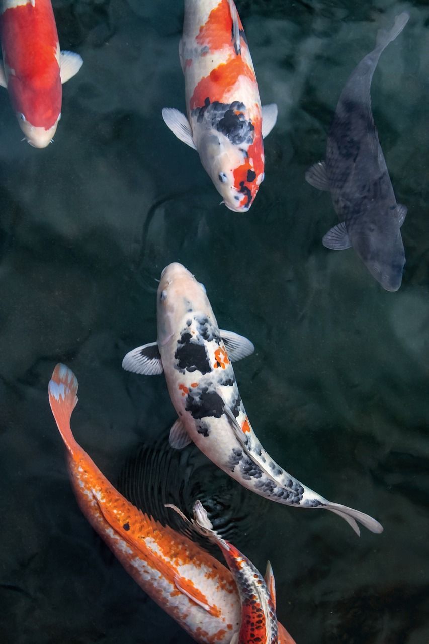A group of koi fish swimming in the water - Koi fish