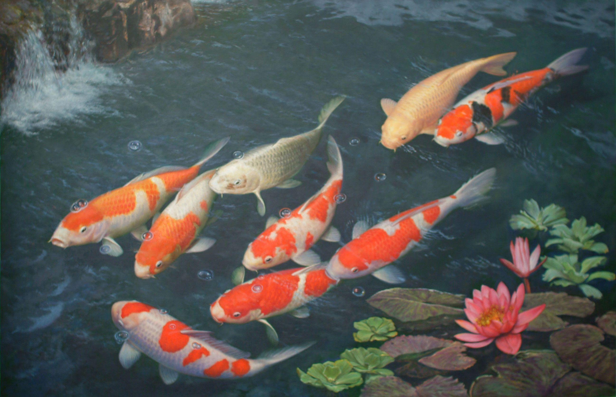 A pond with many koi fish swimming in it - Koi fish