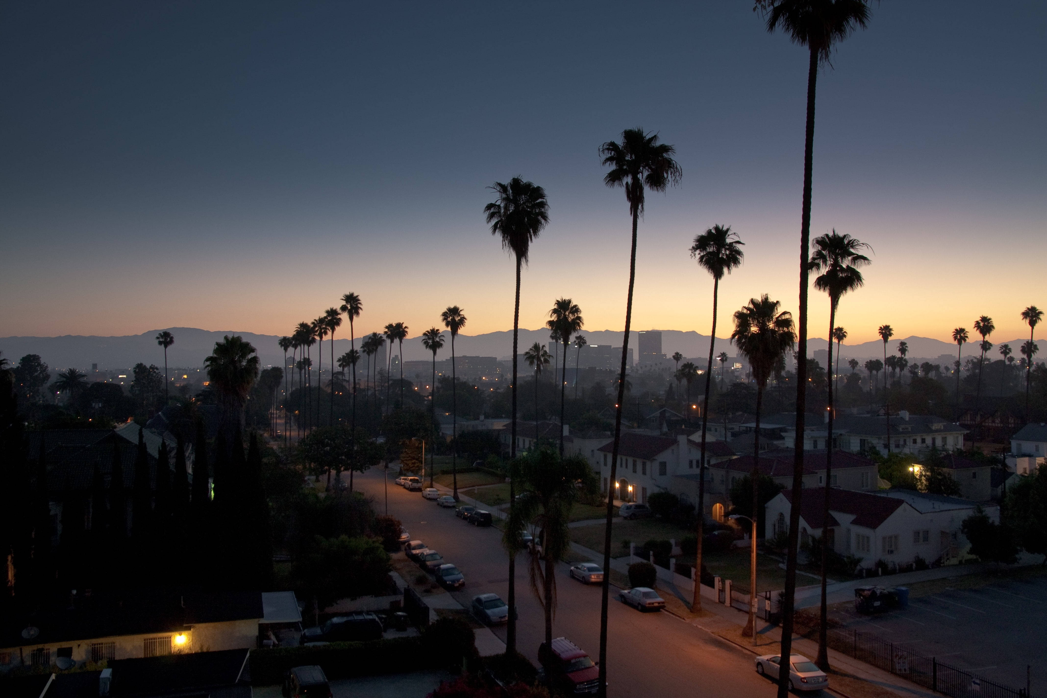 A city street with palm trees and buildings - Los Angeles