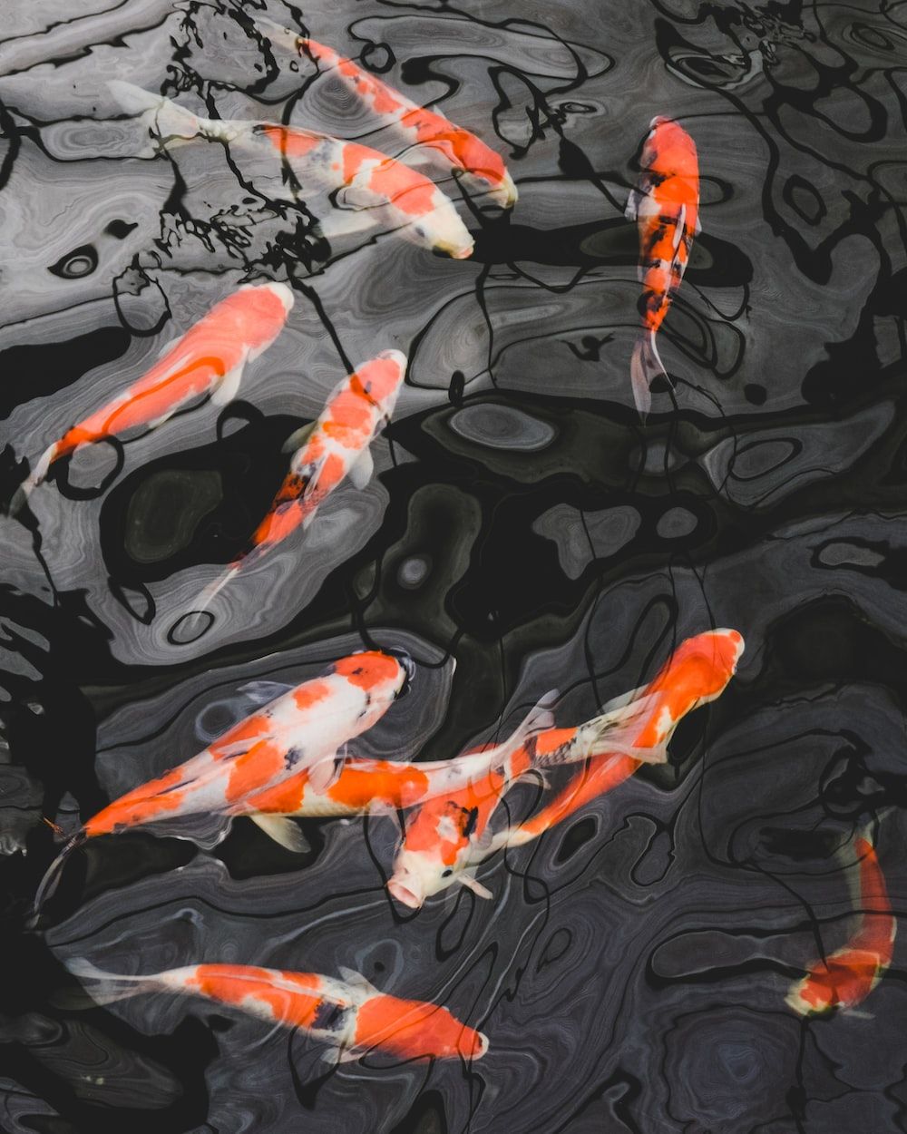 A school of orange and white koi fish swimming in a pond - Koi fish